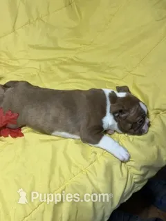 Red – Boston Terrier puppy for sale in Callao, MO