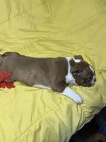 Red, a male Boston Terrier for sale in Callao, MO – 3 of 7