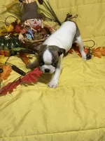 Ezzie, a female Boston Terrier for sale in Callao, MO – 3 of 7