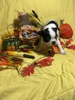 Splash, a male Boston Terrier for sale in Callao, MO – 5 of 7