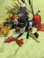 Tiny Tim, a male Boston Terrier for sale in Callao, MO – 5 of 7