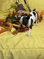 Blossom, a female Boston Terrier for sale in Callao, MO – 3 of 6