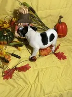 Splash, a male Boston Terrier for sale in Callao, MO – 3 of 7