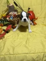 Ezzie, a female Boston Terrier for sale in Callao, MO – 5 of 7