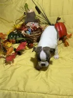 Ezzie, a female Boston Terrier for sale in Callao, MO – 6 of 7