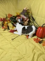 Elvis, a male Boston Terrier for sale in Callao, MO – 2 of 7