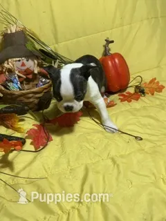 Rocky – Boston Terrier puppy for sale in Callao, MO