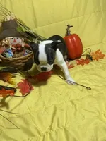 Rocky, a male Boston Terrier for sale in Callao, MO – 2 of 7