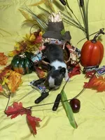 Tiny Tim, a male Boston Terrier for sale in Callao, MO – 3 of 7