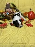 Splash, a male Boston Terrier for sale in Callao, MO – 6 of 7