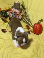 Red, a male Boston Terrier for sale in Callao, MO – 6 of 7