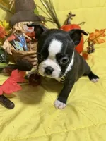 Rose, a female Boston Terrier for sale in Callao, MO – 2 of 7