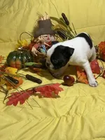 Splash, a male Boston Terrier for sale in Callao, MO – 4 of 7