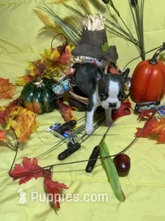 Tiny Tim – Boston Terrier puppy for sale in Callao, MO