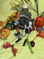 Tiny Tim, a male Boston Terrier for sale in Callao, MO – 1 of 7