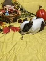 Elvis, a male Boston Terrier for sale in Callao, MO – 3 of 7