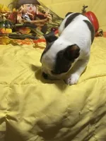 Elvis, a male Boston Terrier for sale in Callao, MO – 5 of 7