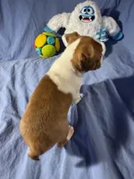 Red, a male Boston Terrier for sale in Macon, MO – Photo 5 of 10