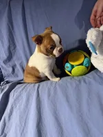 Red, a male Boston Terrier for sale in Macon, MO – Photo 8 of 10