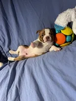 Red, a male Boston Terrier for sale in Macon, MO – Photo 6 of 10