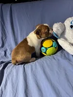 Red, a male Boston Terrier for sale in Macon, MO – Photo 3 of 10