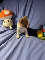 Red, a male Boston Terrier for sale in Macon, MO – Photo 2 of 10