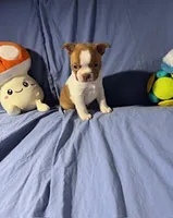 Red, a male Boston Terrier for sale in Macon, MO – Photo 1 of 10