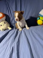 Red, a male Boston Terrier for sale in Macon, MO – Photo 10 of 10