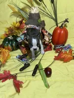 Tiny Tim, a male Boston Terrier for sale in Callao, MO – 2 of 7