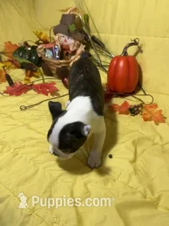 Rocky – Boston Terrier puppy for sale in Callao, MO