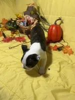Rocky, a male Boston Terrier for sale in Callao, MO – 1 of 7