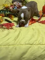 Red, a male Boston Terrier for sale in Callao, MO – 4 of 7