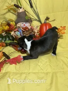 Rose – Boston Terrier puppy for sale in Callao, MO