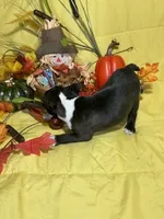 Rose, a female Boston Terrier for sale in Callao, MO – 1 of 7