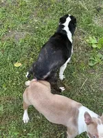 Rocky, a male Boston Terrier for sale in Callao, MO – 7 of 7