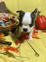 Elvis, a male Boston Terrier for sale in Callao, MO – 6 of 7