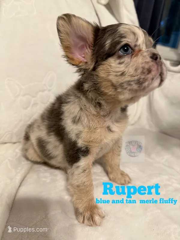 Rupert – French Bulldog puppy for sale in Frankfort, KS