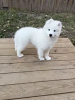 Female 1, a female Samoyed for sale in Frankfort, KS – 2 of 4