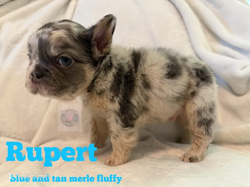 Rupert – French Bulldog puppy for sale in Frankfort, KS