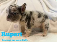 Rupert, a male French Bulldog for sale in Frankfort, KS – 3 of 5