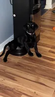 Divot, a female Labrador Retriever for sale in Loganville, GA – 2 of 3