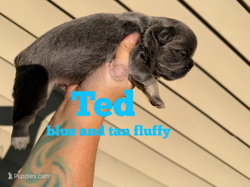 Ted – French Bulldog puppy for sale in Loganville, GA