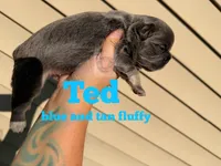 Ted, a female French Bulldog for sale in Loganville, GA – 1 of 2
