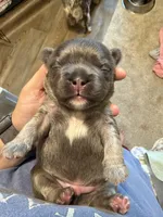 Mae, a female French Bulldog for sale in Loganville, GA – 2 of 2