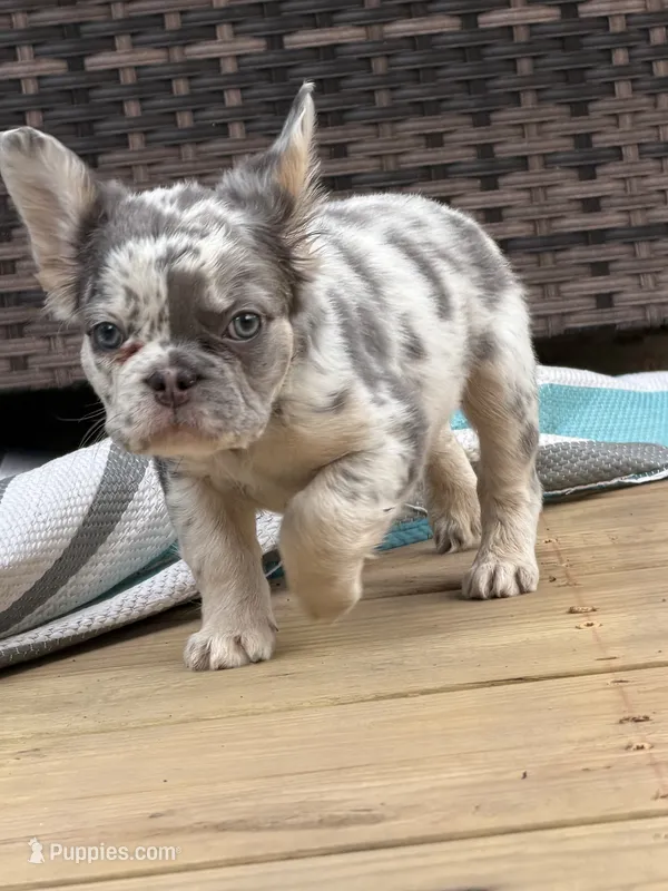 Rupert – French Bulldog puppy for sale in Frankfort, KS
