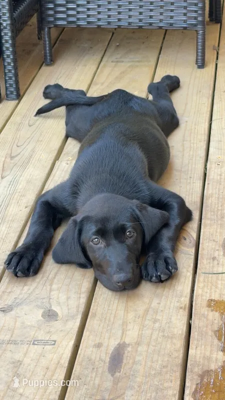 Divot – Labrador Retriever puppy for sale in Loganville, GA