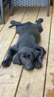 Divot, a female Labrador Retriever for sale in Loganville, GA – 1 of 3