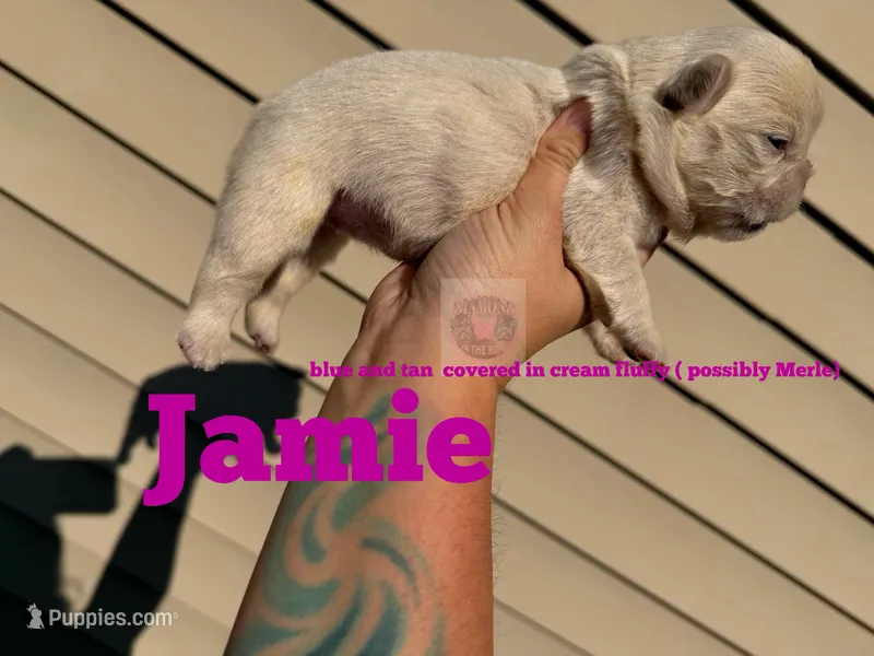 Jamie – French Bulldog puppy for sale in Loganville, GA