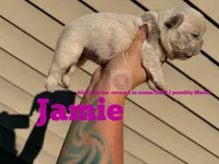 Jamie, a female French Bulldog for sale in Loganville, GA – 1 of 2
