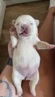 Jamie, a female French Bulldog for sale in Loganville, GA – 2 of 2